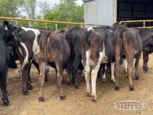 (12 Head) Holstein/Jersey crossbred bred heifers
